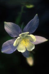 Columbine