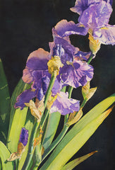 Angles of Iris