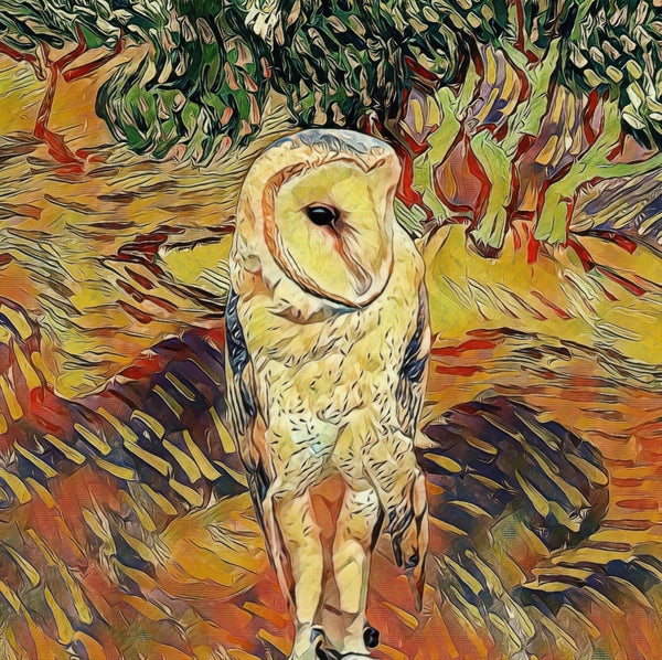 Barn Owl