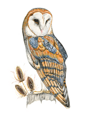 Barn Owl