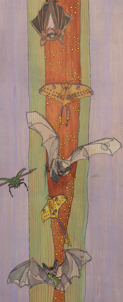 Bats and Luna Moths