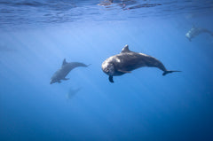 Bottlenose Dolphin