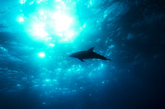 Bottlenose Dolphin Silhouette