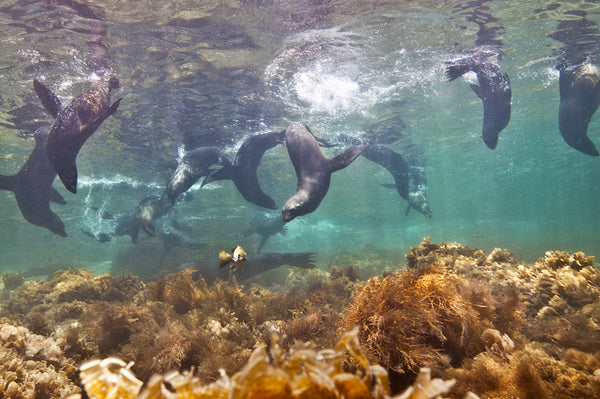 California Sea Lions