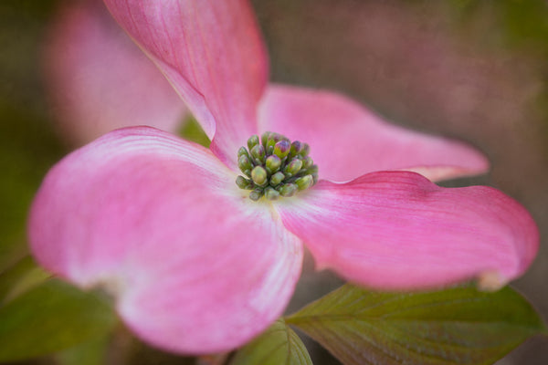 Dogwood