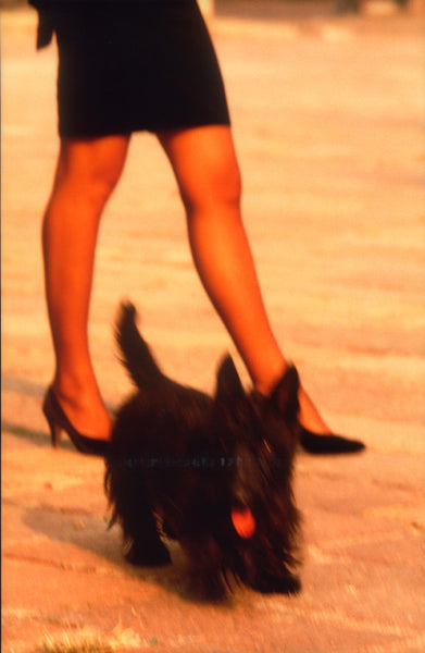 Girl's Legs, Dog in Foreground