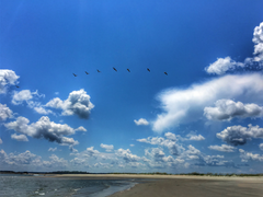 Garden City SC Point Pelicans