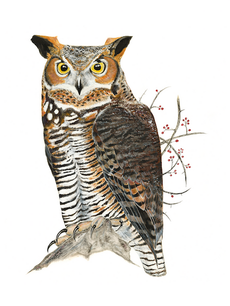 Great Horned Owl