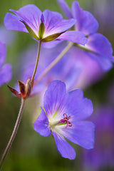 Hardy Blue Geranium
