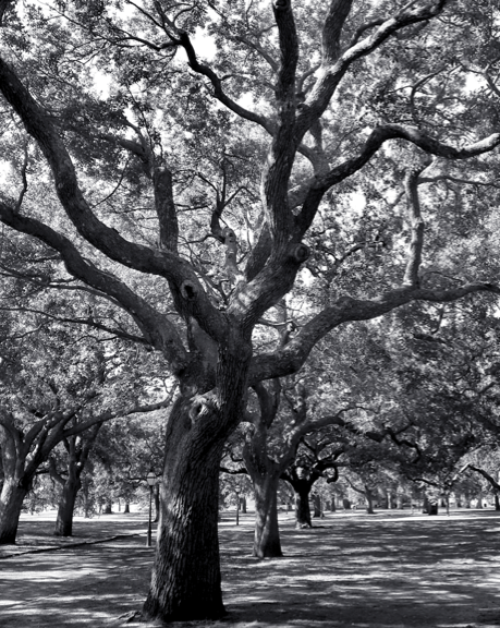 Live Oaks Charleston