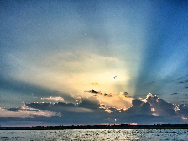 Murrells Inlet Sunset Bird