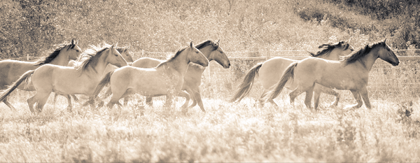 Mustang Melody