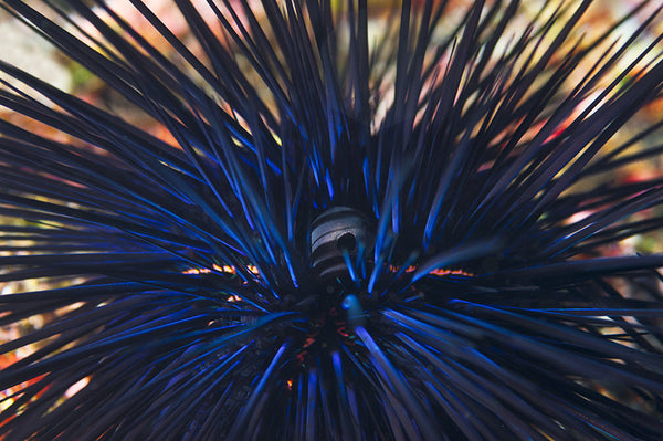 Needle Sea Urchin