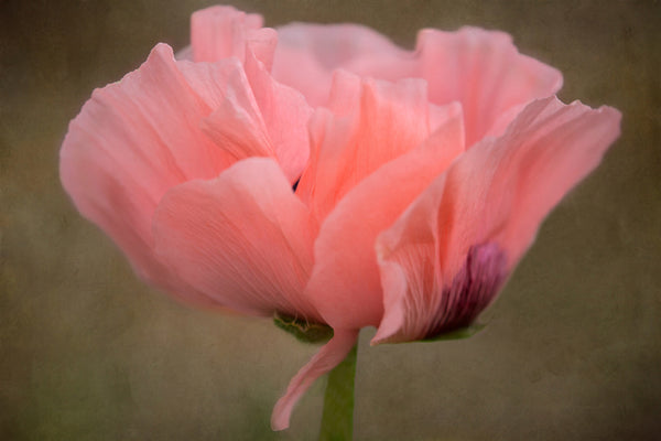 Oriental Poppy