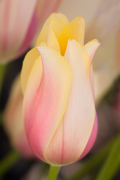 Pale Tulip