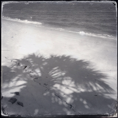 Palm Tree Shadow