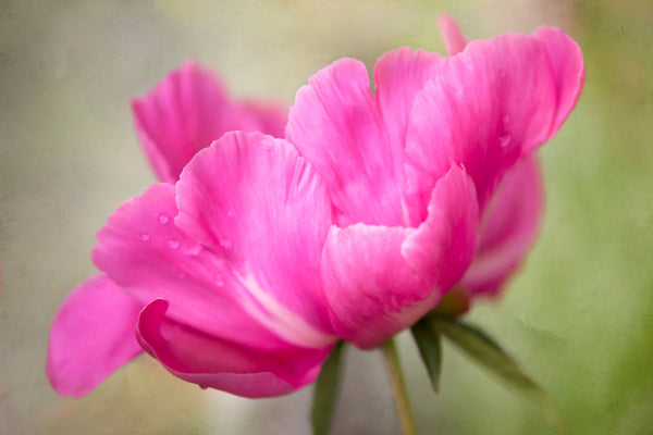 Peony 1