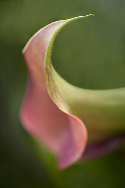 Pink Lily