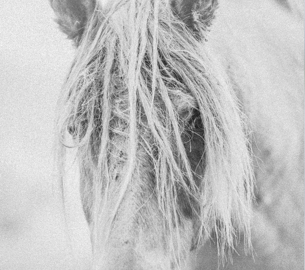 Poet's Mane