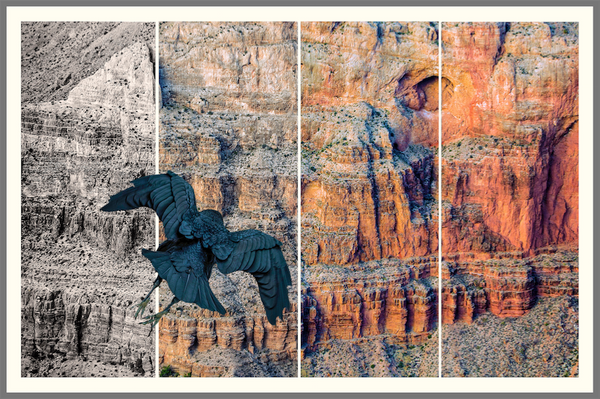 Raven Flies into Grand Canyon