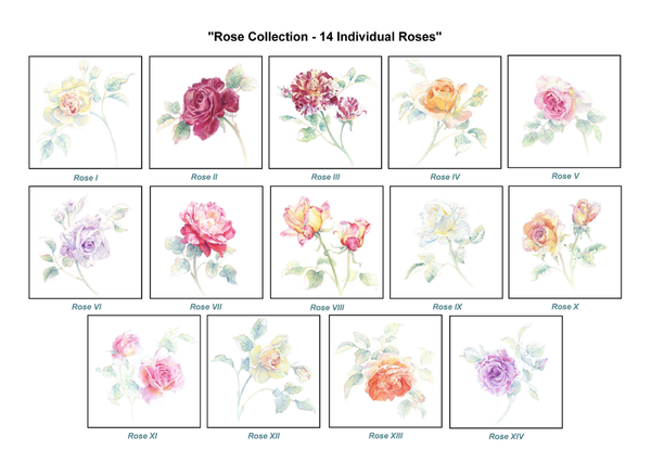 Rose Collection - Individual Roses