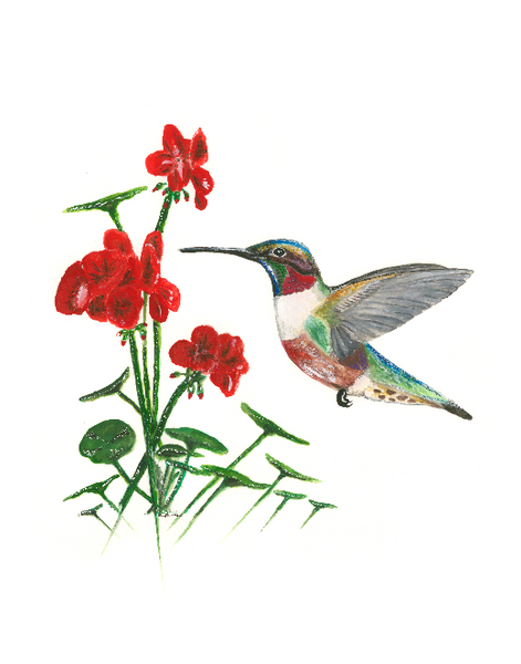 Ruby Throated Hummingbird I