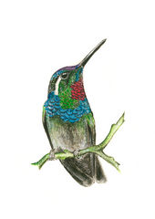 Ruby Throated Hummingbird II