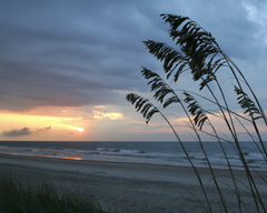 Sea Oats Sunrise