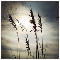 Sea Oats