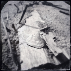 Shell on Drift Wood