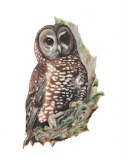 Spotted Owl