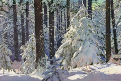 Sunlit Winter Forest