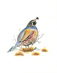 Valley Quail