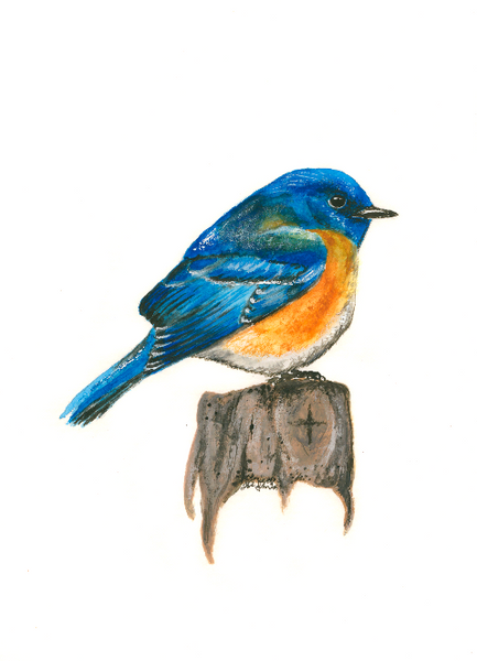 Western Blue Bird