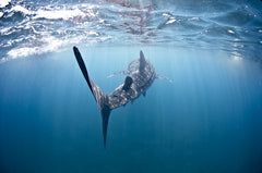 Whale Shark