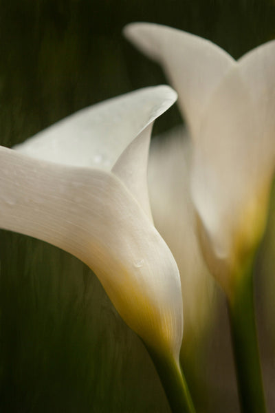 White Lily