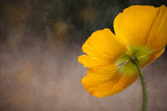 Yellow Cosmos