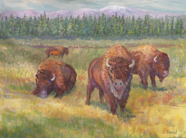 Yellowstone Bison