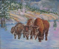 Yellowstone Bison in Winter