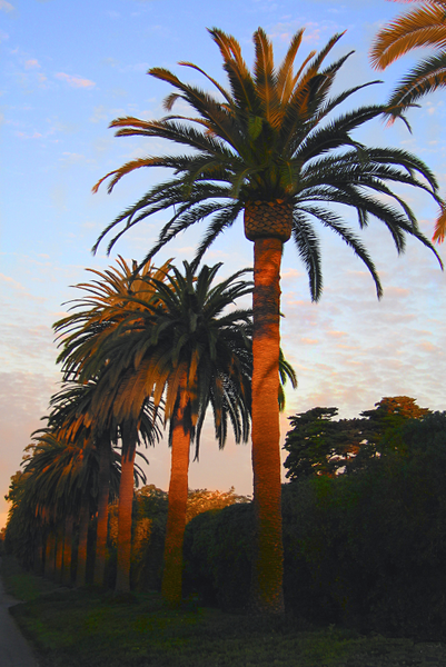 California Palms