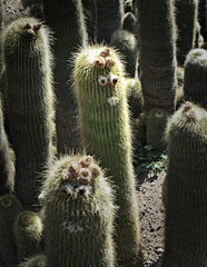 Smiling Cactus