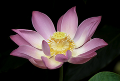 Bali Lotus Flower