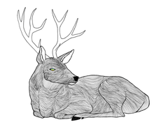 Deer