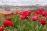 Fields of Flowers