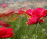 Fields of Flowers