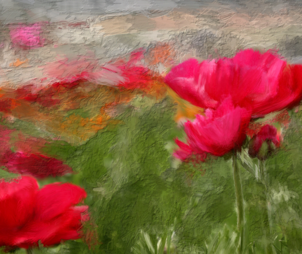 Fields of Flowers