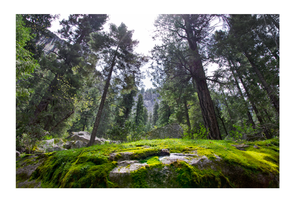 Moss Through the Trees