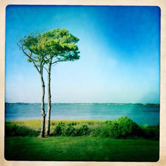 Tree on the Sound