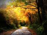Fall Colors