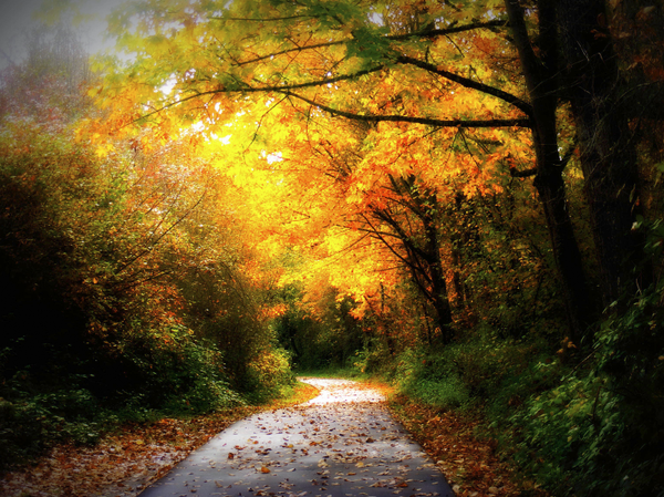 Fall Colors